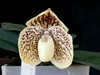 Paphiopedilum Godefroyae 